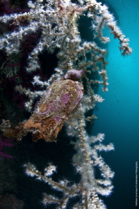 egg of scyliorhinus canicula on savalia savaglia by Raffaele Livornese 